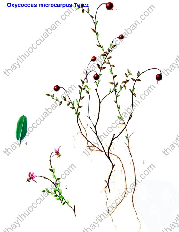 Vị thuốc Hồng mai thái tử quả nhỏ