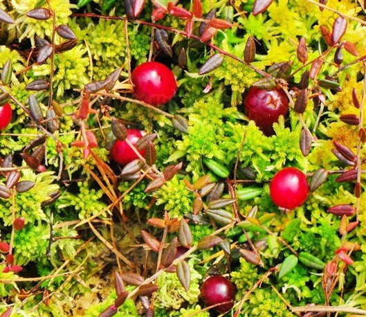 Vị thuốc Hồng mai thái tử quả nhỏ