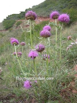 Hình ảnh lậu lô cây tươi