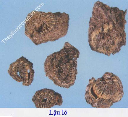 Hình ảnh vị thuốc lậu lô