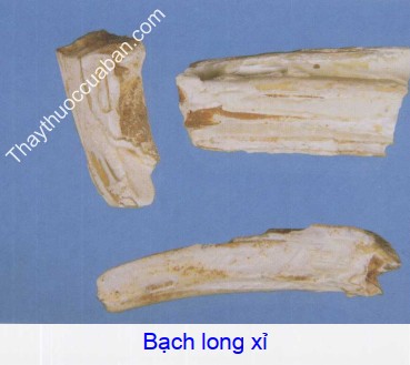 Hình ảnh bạch long xỉ