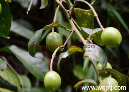 Hình ảnh cây mã binh lang