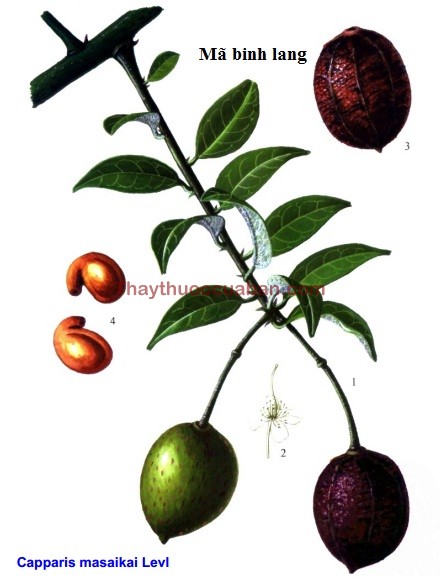 Hình ảnh vị thuốc mã binh lang