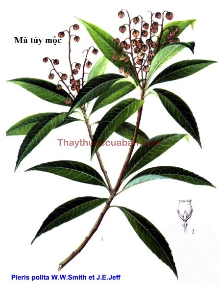 Hình ảnh vị thuốc mã túy mộc