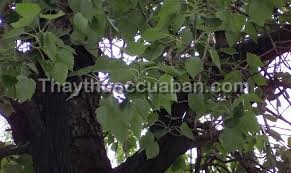 Hình ảnh cây mao bạch dương