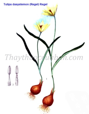 Mao nhụy uất kim hương