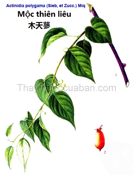 Cây mộc thiên liêu