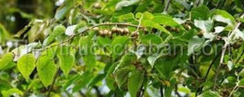 Cây Mộc thiên liêu 