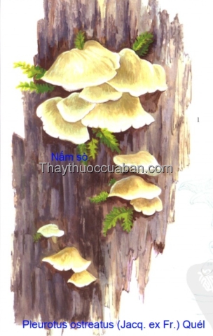 Hình ảnh nấm sò