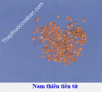 Hình ảnh vị thuốc nam thiên tiên tử