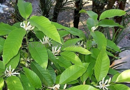 Hình ảnh Cây Ngọc lan hoa trắng - Michelia Alba L