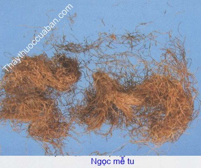 Hình ảnh vị thuốc ngọc mễ tu (râu ngô)