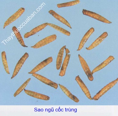 Hình ảnh vị thuốc ngũ cốc trùng