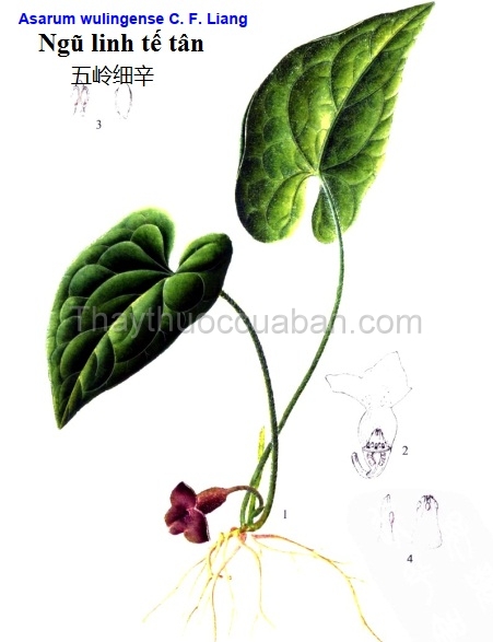 Cây ngũ linh tế tân