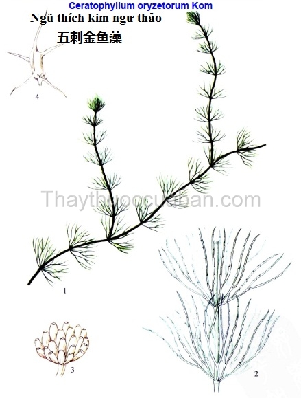 Cây ngũ thích  kim ngư thảo