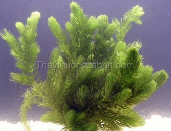 Vị thuốc Ngũ thích kim ngư thảo