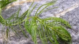 Vị thuốc Ngũ thích kim ngư thảo