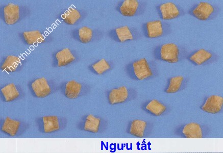 Hình ảnh vị thuốc ngưu tất