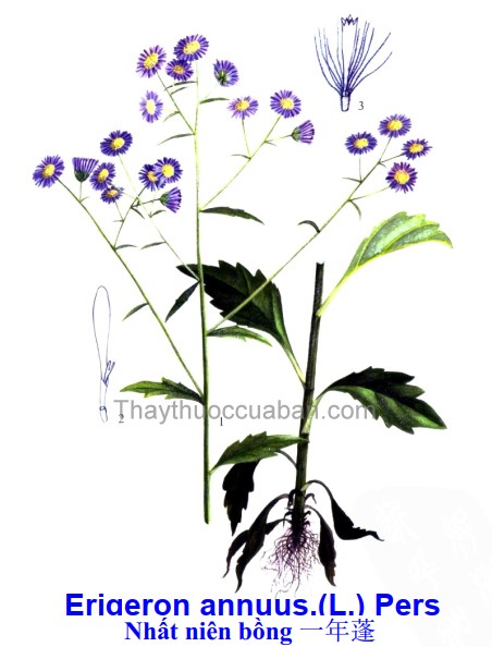 Cây Nhất niên bồng