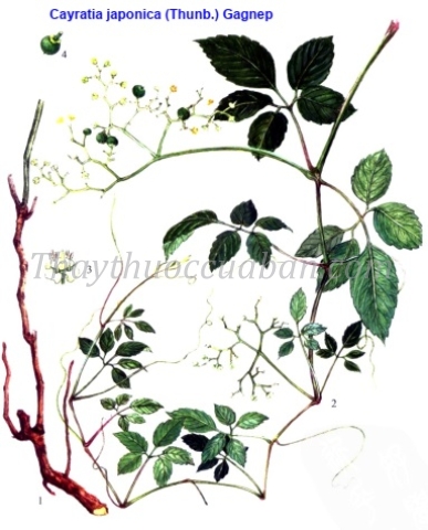 Vị thuốc Ô liễm mai