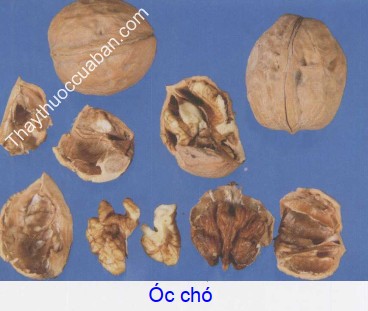 Hình ảnh vị thuốc óc chó