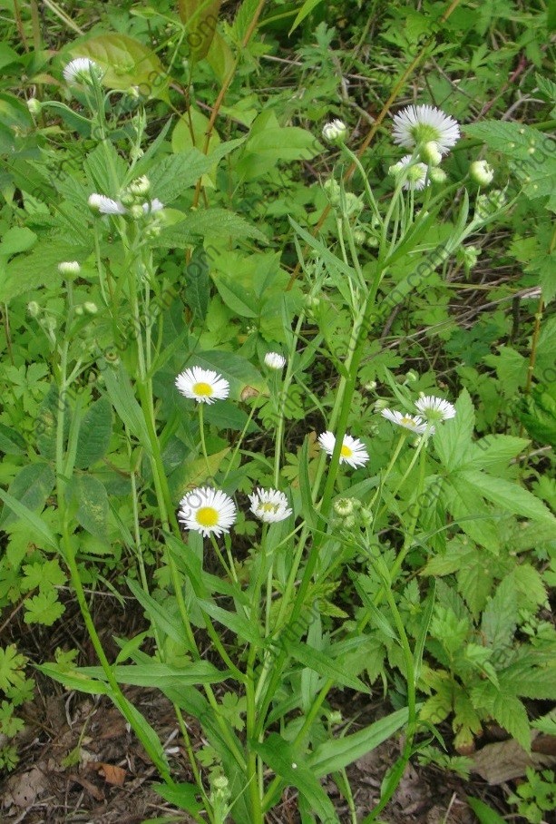 Vị thuốc phi bồng