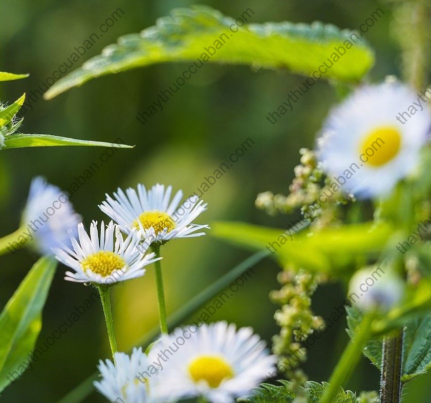 Vị thuốc phi bồng