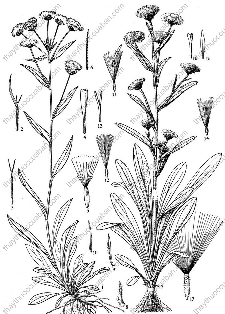 Vị thuốc phi bồng