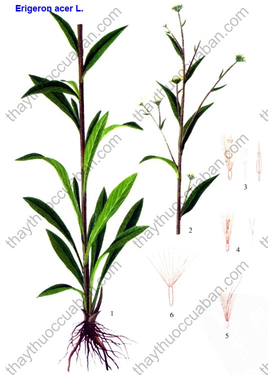 Vị thuốc phi bồng