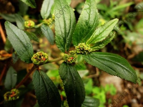 Vị thuốc phi dương thảo