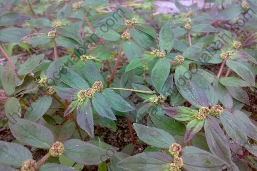 Vị thuốc phi dương thảo