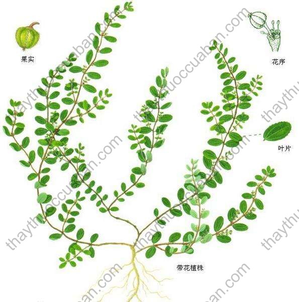 Vị thuốc phi dương thảo