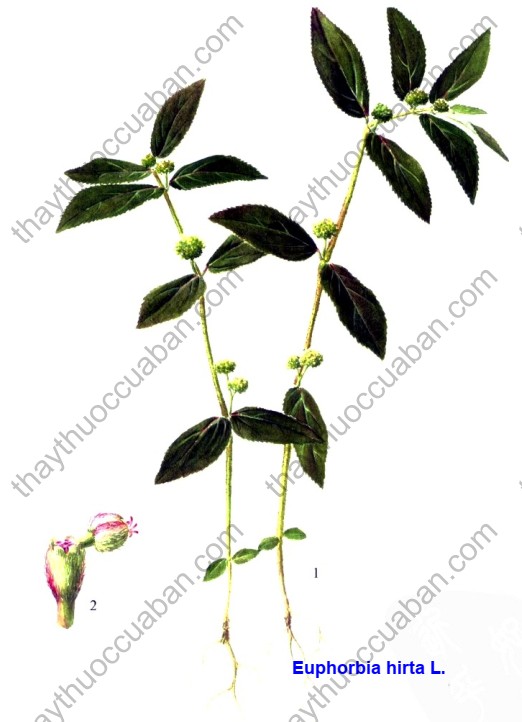 Vị thuốc phi dương thảo