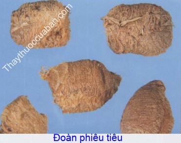 Hình ảnh vị thuốc tang phiêu tiêu