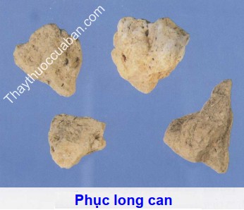 Hình ảnh vị thuốc phục long can