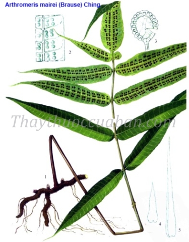 Cây Phượng vĩ sưu sơn hổ