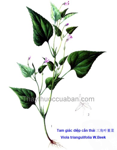 Vị thuốc tam giác diệp cẩn thái