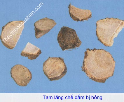 Hình ảnh vị thuốc tam lăng chế dấm hồng