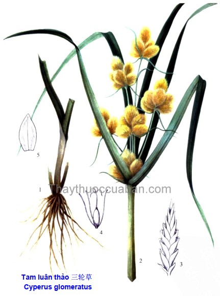 Vị thuốc tam luân thảo