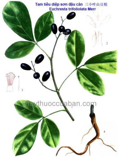 Tam tiểu diệp sơn đậu căn