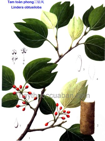 Vị thuốc tam toàn phong