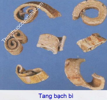 Hình ảnh vị thuốc tang bạch bì