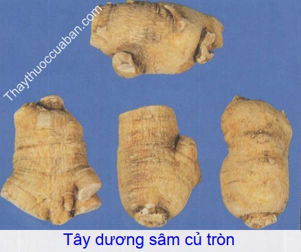 Hình ảnh tây dương sâm củ tròn