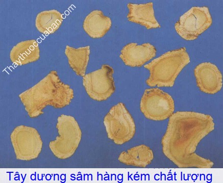 Hình ảnh tây dương sâm kém chất lượng