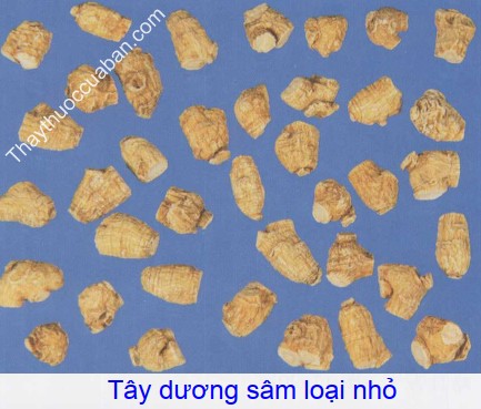 Hình ảnh tây dương sâm loại nhỏ