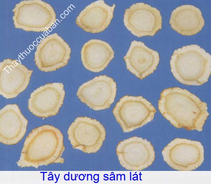 Hình ảnh tây dương sâm thái lát