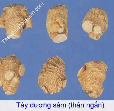 Hình ảnh tây dương sâm thân ngắn