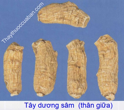 Hình ảnh tây dương sâm thán