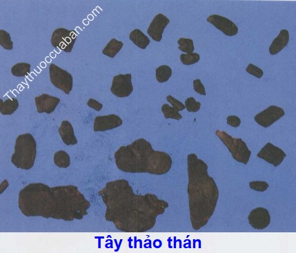 Hình ảnh tây thảo thán