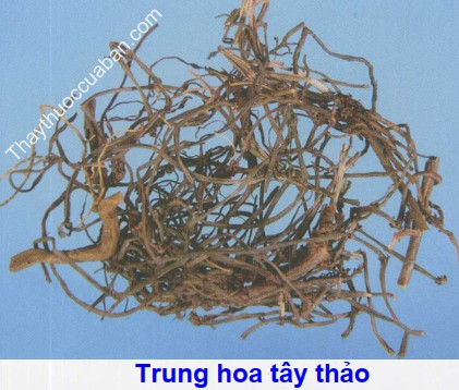 Hình ảnh tây thảo trung hoa